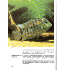 Encyklopedia ryb akwariowych