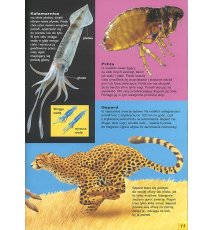 Encyklopedia obrazkowa Zwierzęta
