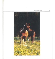Hucuły - konie połonin